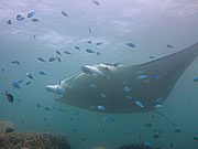 Picture 'Yap1_1_01661 Manta Ray, Yap, Stammtisch (dive site)'